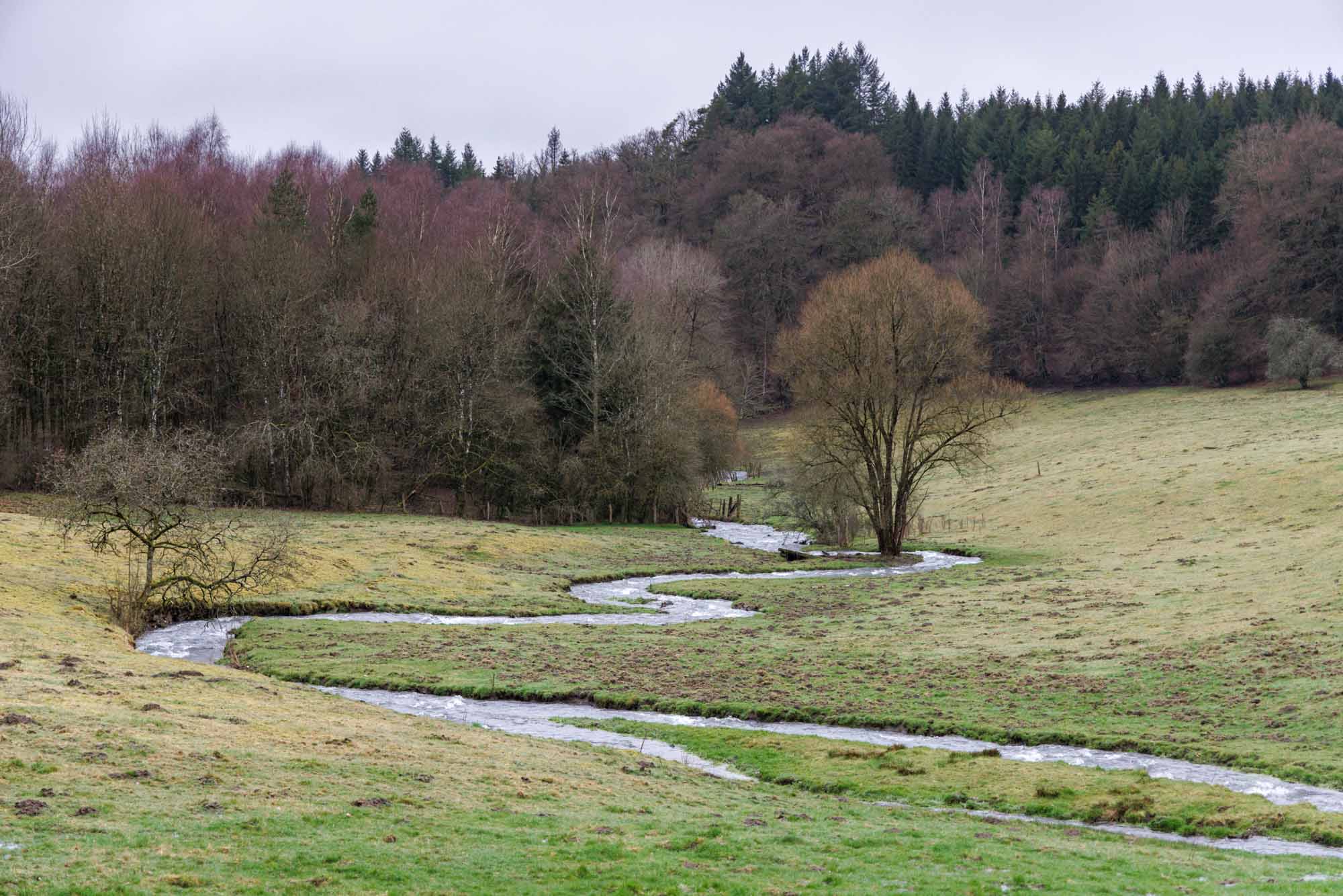 Paysage de Bertrix avec ruisseau sinueux traversant une prairie et bordé de forêt