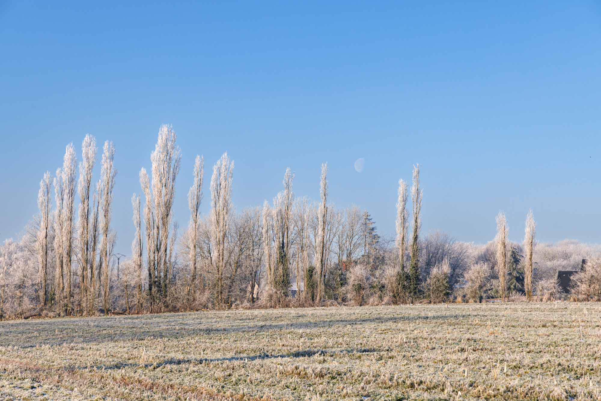 Neige à Villers-aux-Tours sur une prairie givrée avec alignement d’arbres blanchis par le gel en hiver.