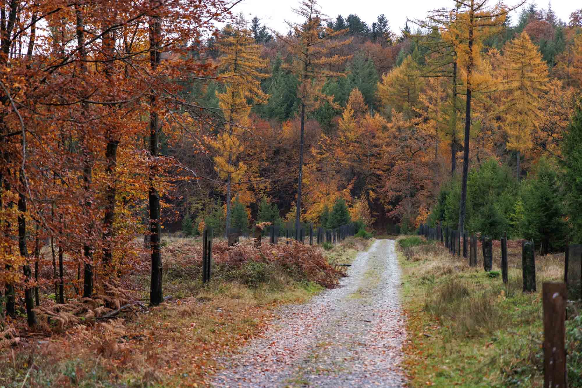 Chemin forestier à Smuid entouré d’arbres aux couleurs d’automne