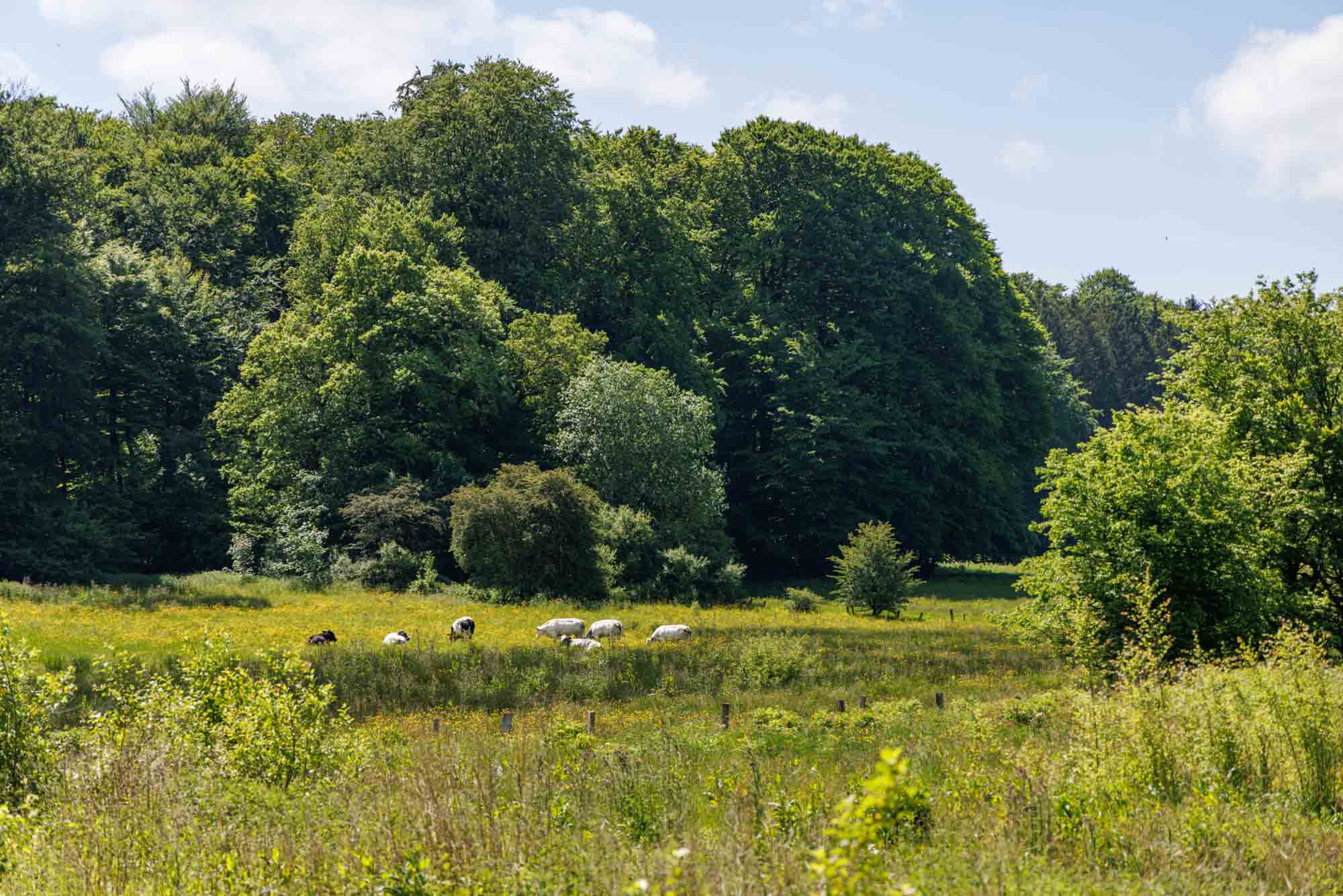 Prairie d’Acremont avec vaches pâturant devant une forêt dense en été