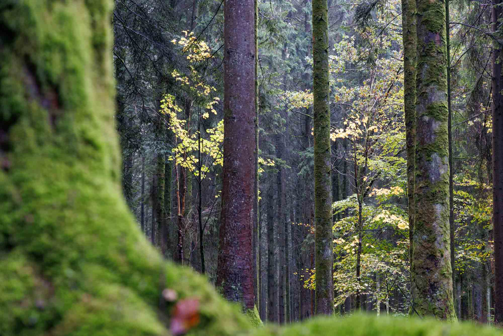La Grande Forêt de Saint-Hubert avec troncs moussus et feuillage automnal tamisé