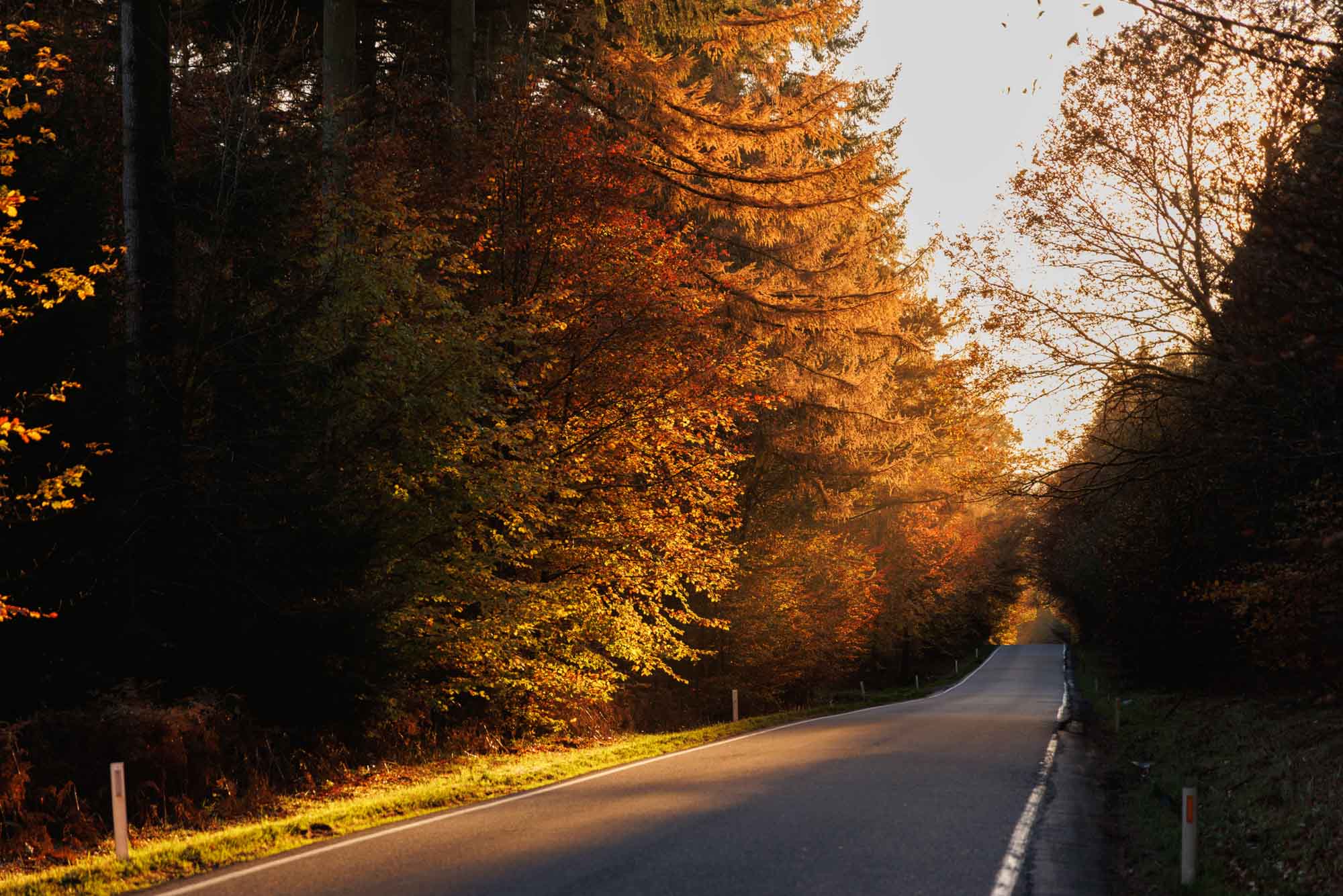Route ardennaise en automne à Courtil