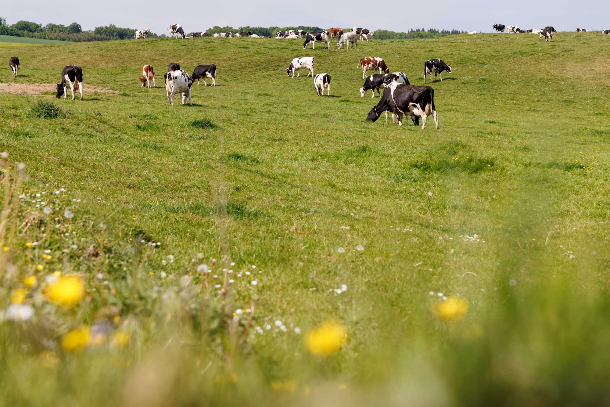 Grazende koeien in groene weiden in Ossogne, op het Waalse platteland.
