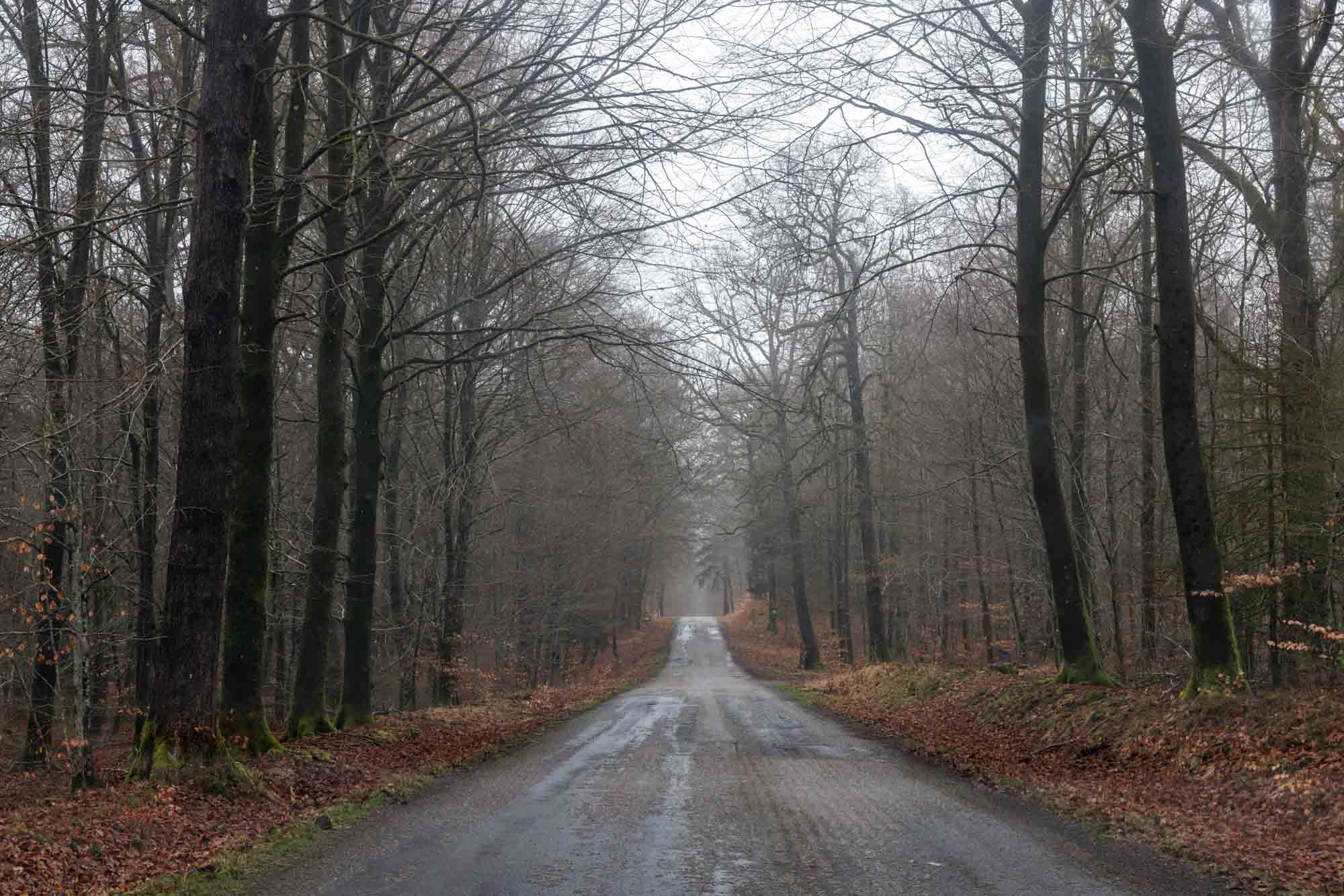 Route forestière à Mortehan bordée d’arbres en hiver avec atmosphère brumeuse