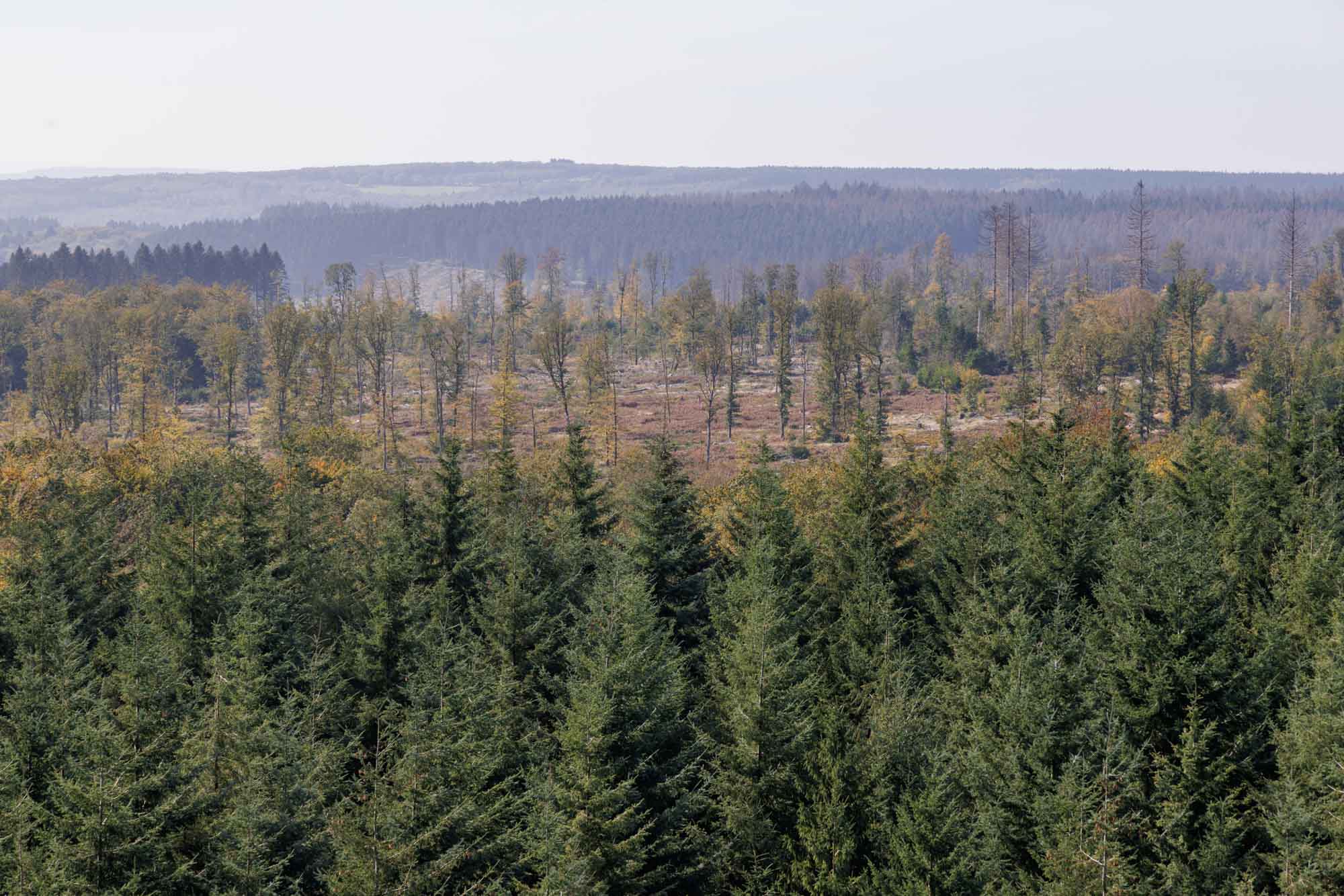 Croix-Scaille entourée de forêts ardennaises sous un ciel clair