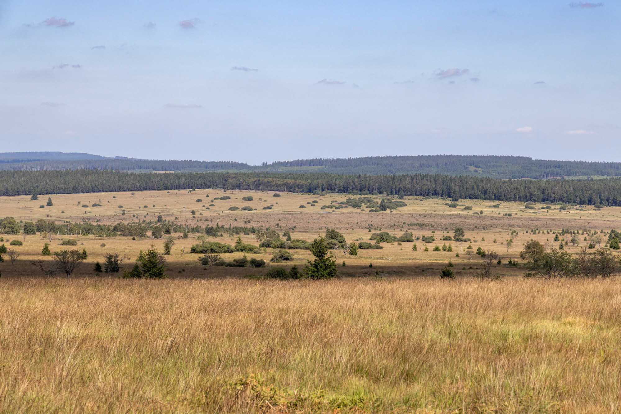 Panorama sur les Hautes-Fagnes depuis Botrange