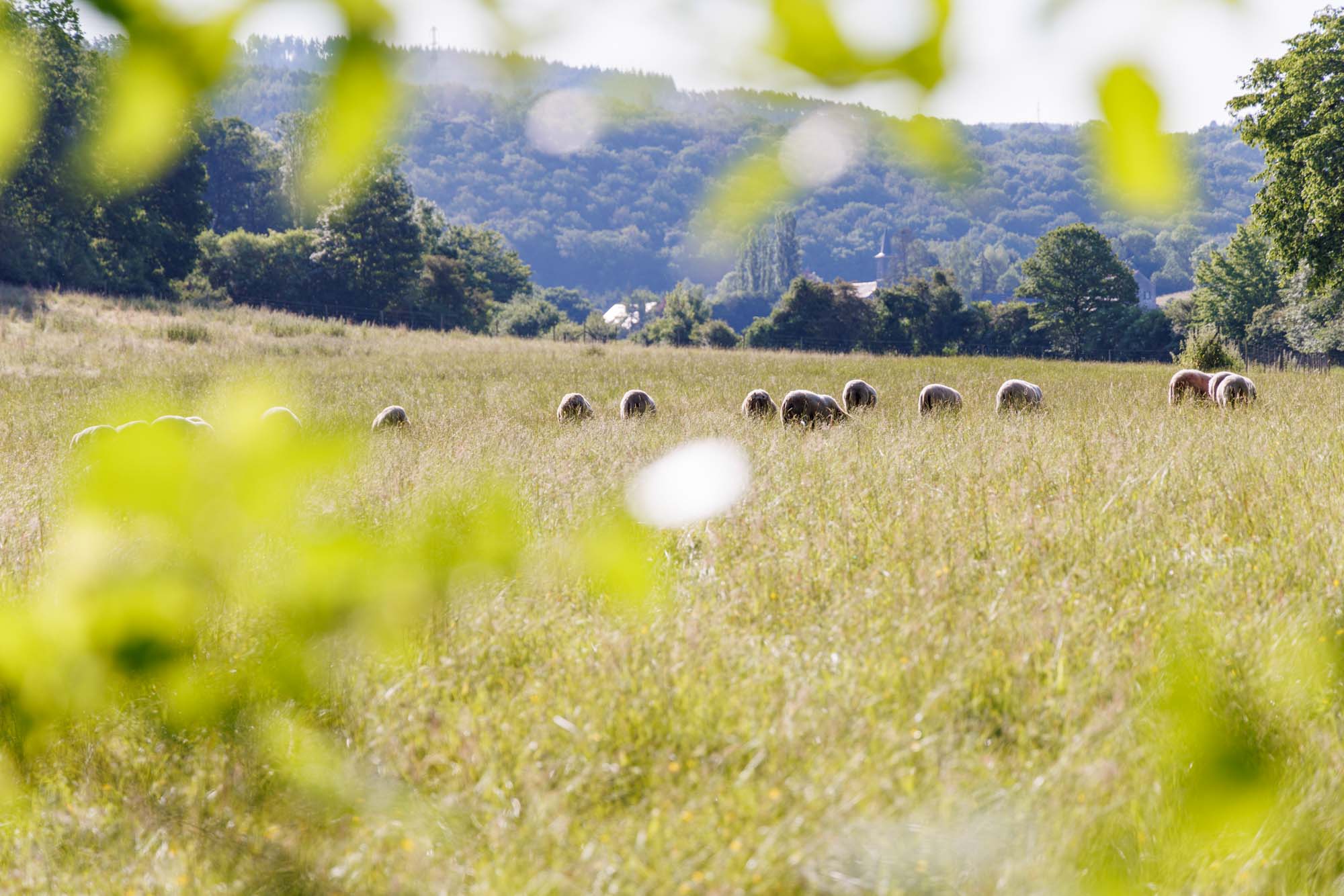 Troupeau de moutons dans un champ entre Marcourt et Jupille
