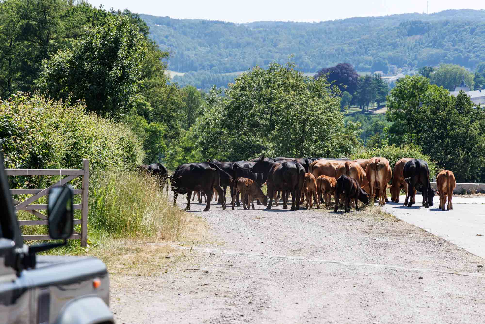 Troupeau de vaches sur un chemin de campagne à Anhée